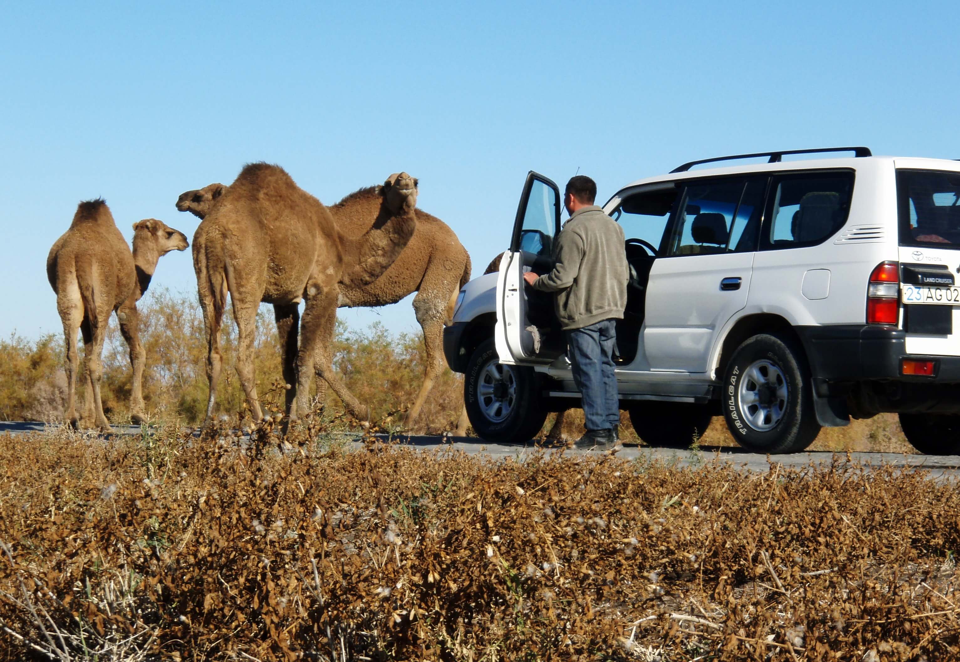 turkmenistan, kamelen op de weg.jpg